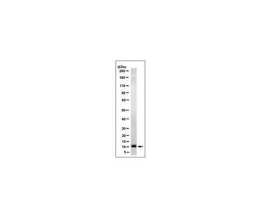 62-8519-68 Anti-PTHrP (1-34) Antibody, clone 23-57-137-1 MABN793
