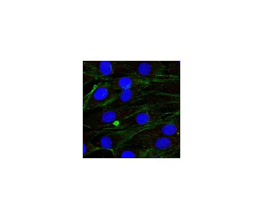 62-8527-05 Anti-Myoferlin Antibody, clone 159 MABT828