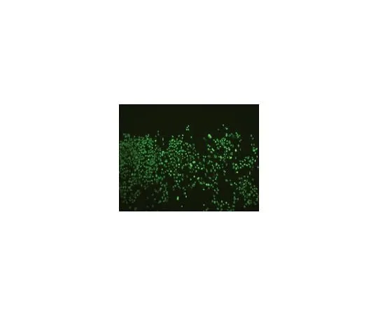 62-8490-71 Anti-Nuclei, clone 235-1; 100 μL MAB1281