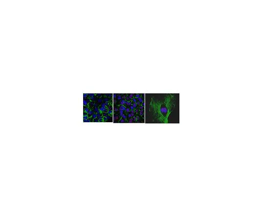 62-8507-98 Anti-MSL-2 Antibody, clone 10C3.1 MABE990