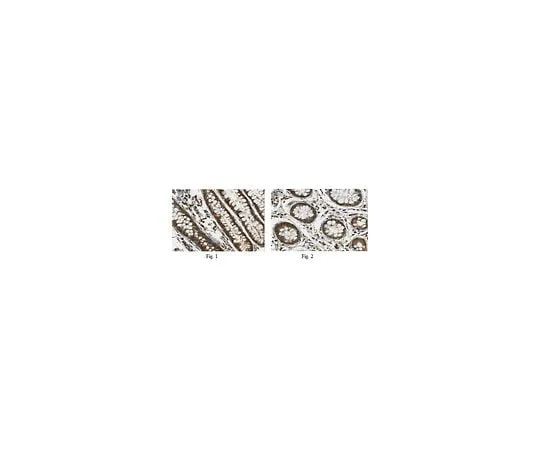 62-8469-97 Anti-ApoA4 ABS434
