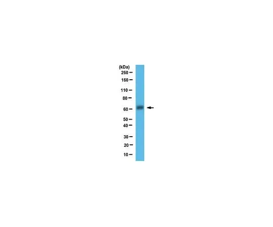 62-8471-13 Anti-DMT1 ABS983