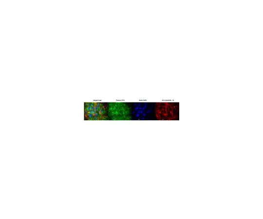 62-8525-13 Anti-Heparan Sulfate Proteoglycan (Perlecan), clone 5D7-2E4; 100 μg MABT12