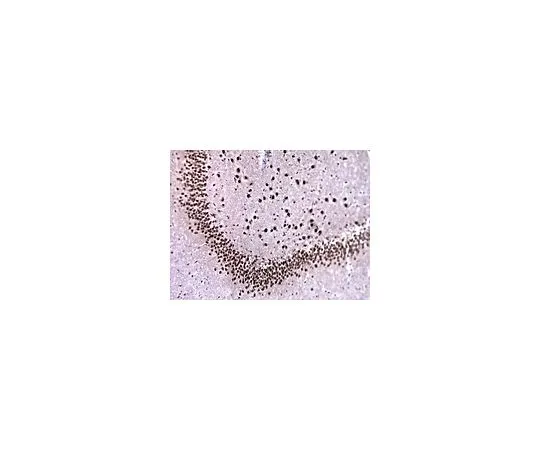 62-8516-41 Anti-Ataxin-1, 11NQ, clone N76/8; 100 μg MABN37