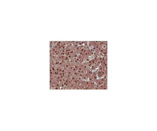 62-8508-96 Anti-ROR gamma T, clone 6F3.1; 100 μg MABF81