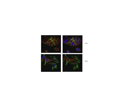 62-8472-58 Anti-TGN46, Antibody Cat. No. ABT95 ABT95