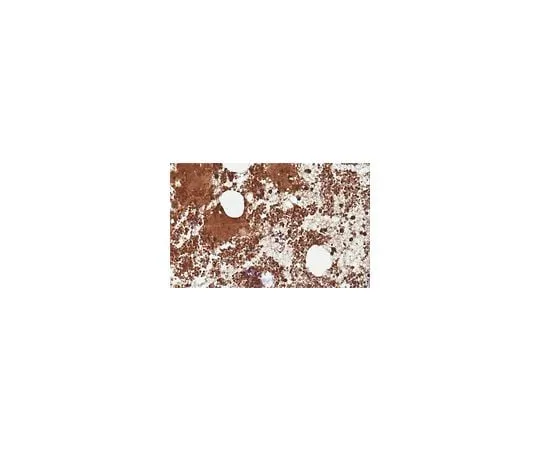 62-8512-82 Anti-FCGR2A/C Antibody, clone 11B6 MABF841
