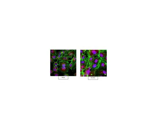 62-8473-32 Anti-beta Actin Antibody, arginylated (N-terminal) ABT264