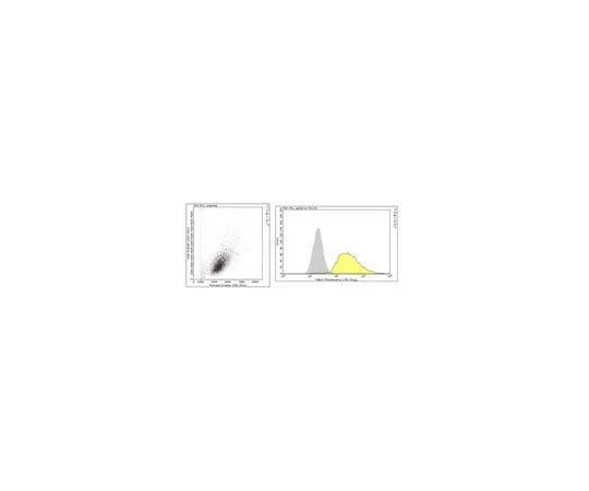 62-8526-97 Anti-alpha-Actin Antibody, Cardiac Muscle Antibody, clone 22D3 MABT823