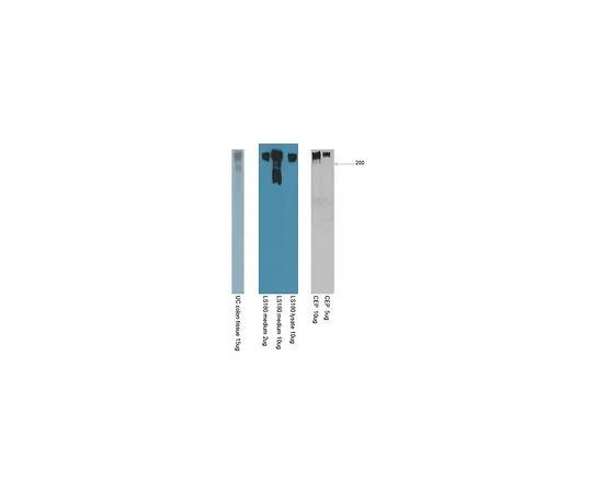 62-8502-12 Anti-CEP Antibody, clone Das-1 (7E12H12) MABC530