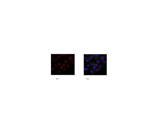 62-8507-32 Anti-Histone H3.3, clone 4H2D7 MABE872
