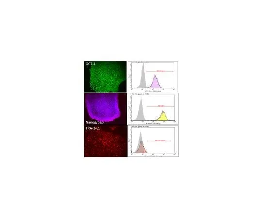 62-8532-34 PluriSTEM-XF(TM) Human ES/iPS Medium SCM132