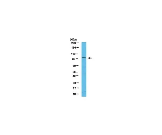 62-8470-39 Anti-CDT2 Antibody ABS500 ABS500