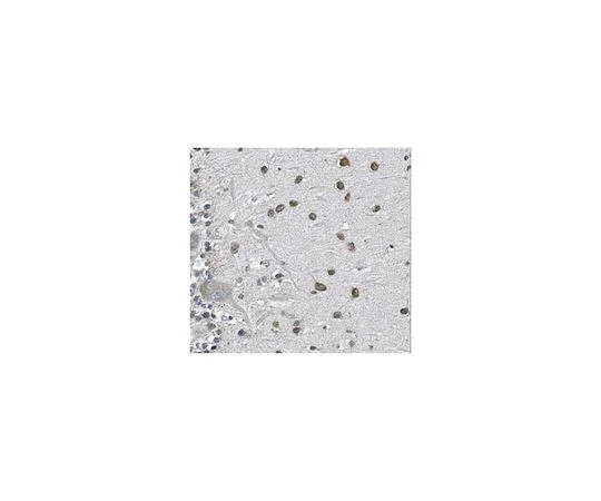 62-8501-70 Anti-FYVE, clone 7F11.1 MABC195