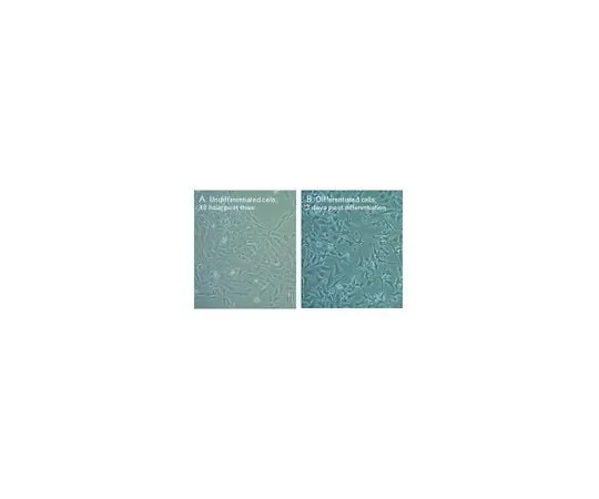 62-8531-82 N27 Rat Dopaminergic Neural Cell Line SCC048