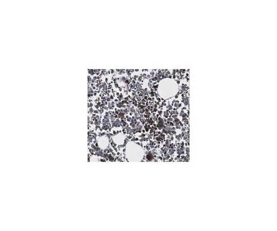 62-8471-22 Anti-ABCG4 Antibody ABS1000