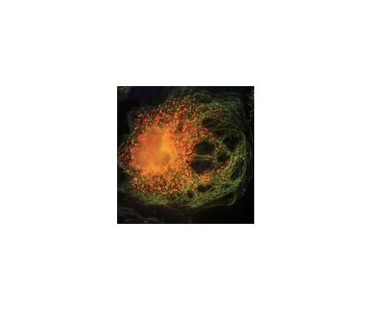 62-8491-47 Anti-Kinesin, heavy chain, non-neuronal KHC, clone H1; 100 μg MAB1613