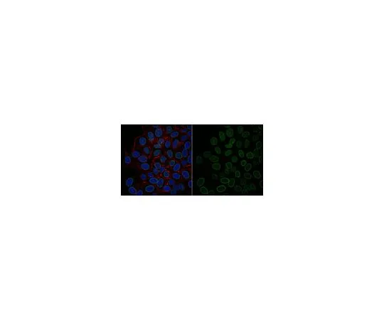 62-8526-95 Anti-Lamin A/C Antibody, clone 2E8.2 Antibody, Alexa Fluor(R) 488 Conjugate MABT538-AF488