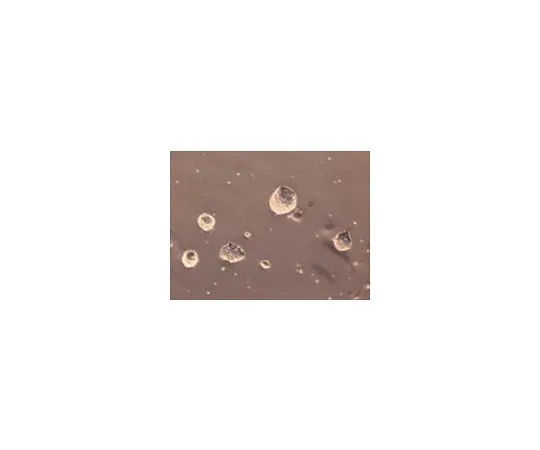 62-8533-10 ESGRO Complete PLUS Clonal Grade Medium; 500 mL SF001-500P