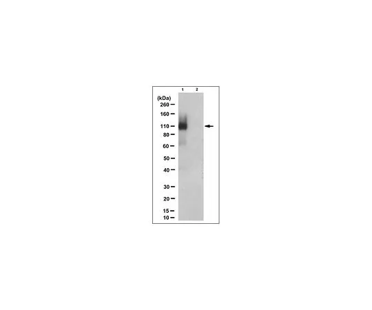 62-8508-04 Anti-TEL-AML1 fusion Antibody, clone 6F2 MABE1007