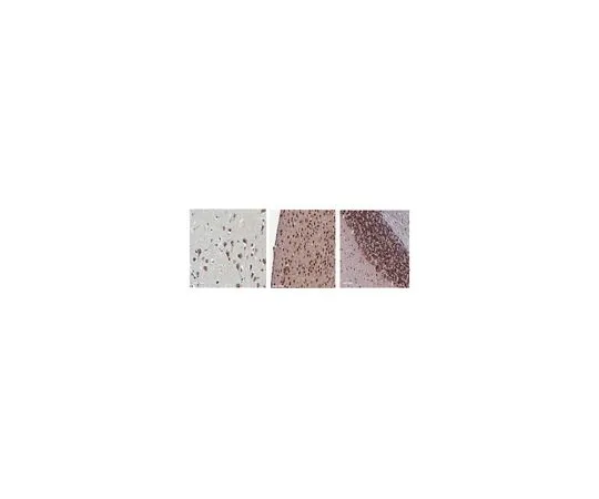 62-8522-91 Anti-Cytochrome P450 26B1 Antibody, clone 4B7.2 MABS497