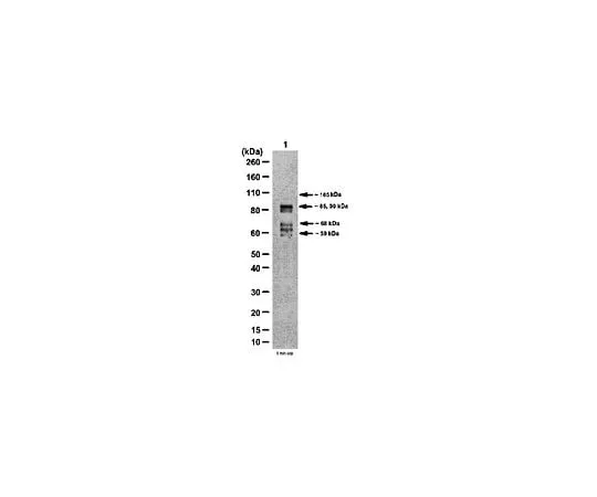 62-8469-01 Anti-PDE4D; 100 μg ABS22