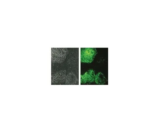 62-8496-62 Anti-TRA-1-60, clone TRA-1-60; 100 μg MAB4360