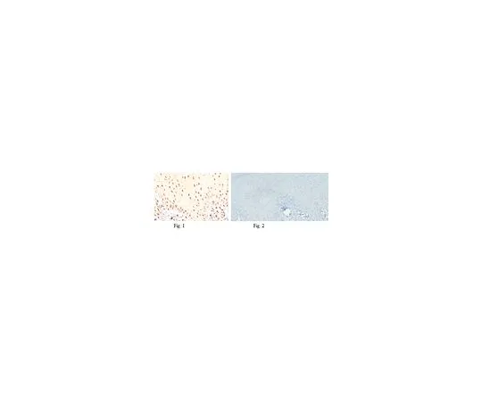 62-8505-02 Anti-MiTF, clone 3D1.2 MABE78