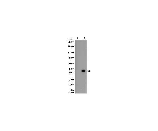 62-8521-94 Anti-phospho-MAPK 1/2 Antibody (Thr203/Ty205), clone 14B9.1 Cat. No. MABS71 MABS71