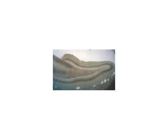 62-8497-14 Anti-Phosphacan, clone 122.2; 100 μL MAB5210
