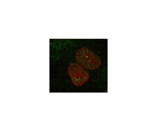 62-8504-96 Anti-MBNL1 clone 4A8; 100 μL MABE70