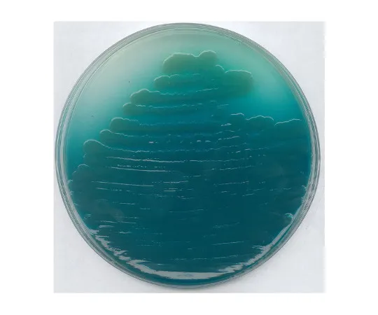 61-0202-02 Pseudomonas Agar P Basic Medium for Microbiology 110988 500G 1.10988.0500