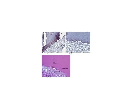 62-8504-09 Anti-DMP-1 (C-terminus), clone 8G10.3; 100 μg MABD19