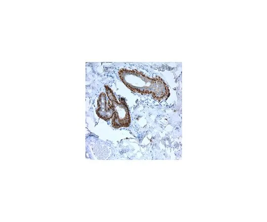 62-8502-54 Anti-SERPINB5 Antibody, clone 5C6.2 MABC603