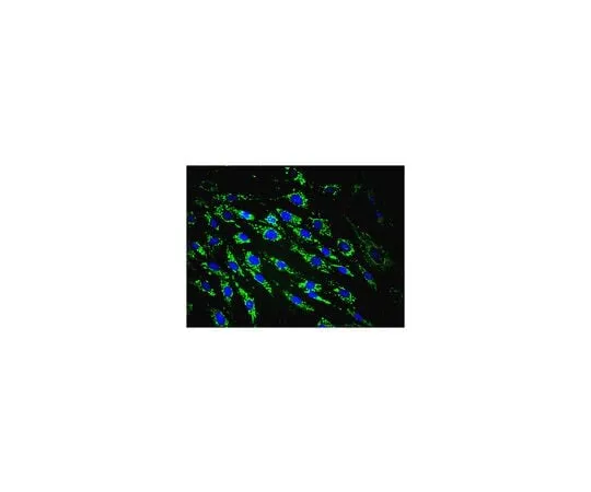 62-8490-64 Anti-Mitochondria Antibody, clone 113-1, Alexa Fluor(R) 488 conjugate MAB1273A4