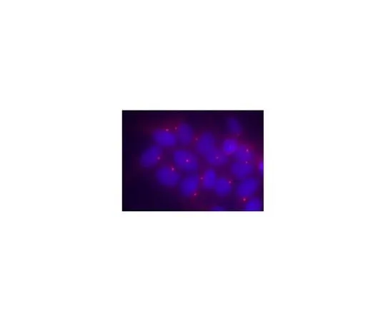 62-8468-79 Anti-Ninein ABN1720