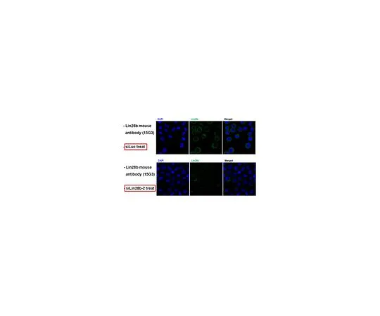 62-8507-38 Anti-Lin-28B, clone 15G MABE885