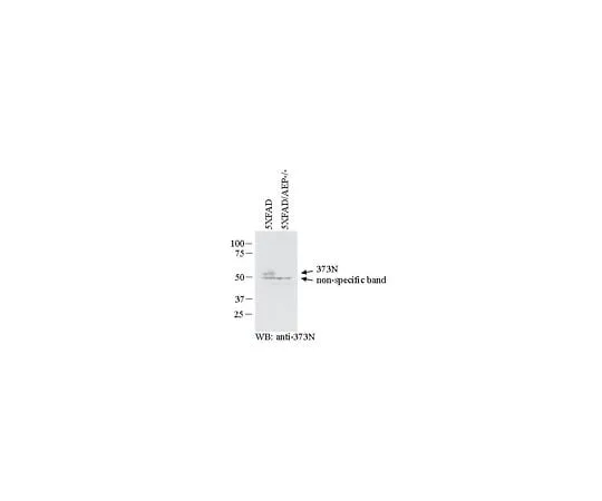 62-8468-53 Anti-APP Antibody, AEP-cleaved (373N) ABN1643