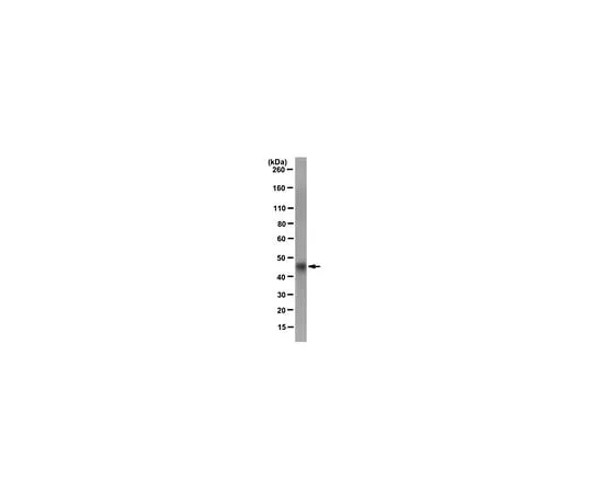 62-8527-33 Anti-S・Tag(TM) fusion protein; 50 μg MAC112