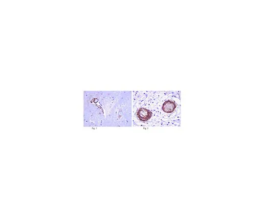 62-8516-43 Anti-LRRK2, clone N138/6; 100 μg MABN40