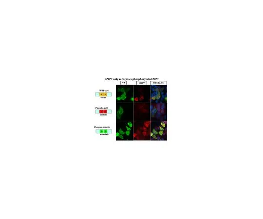 62-8524-41 Anti-phospho-ZIP7 (Ser275/276) Antibody, clone 3-3-3 MABS1262