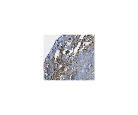 62-8522-18 Anti-LOX-1, clone 9E12.1 MABS186