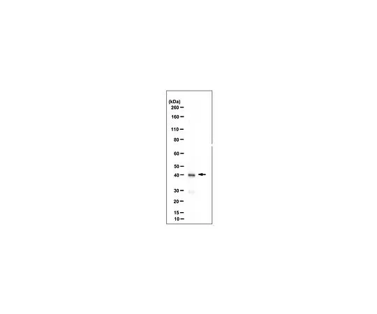 62-8517-01 Anti-Thorase, Clone 9G7.1 MABN224
