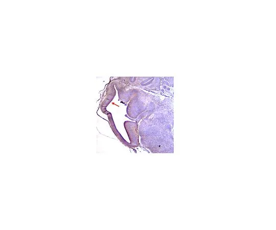 62-8498-51 Anti-Radial Glial Cell Marker-2, clone RC2; 100 μg MAB5740