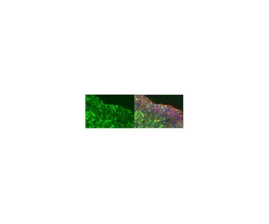 62-8504-64 Anti-Podocalyxin, clone R-10G, under sulfated MABD151