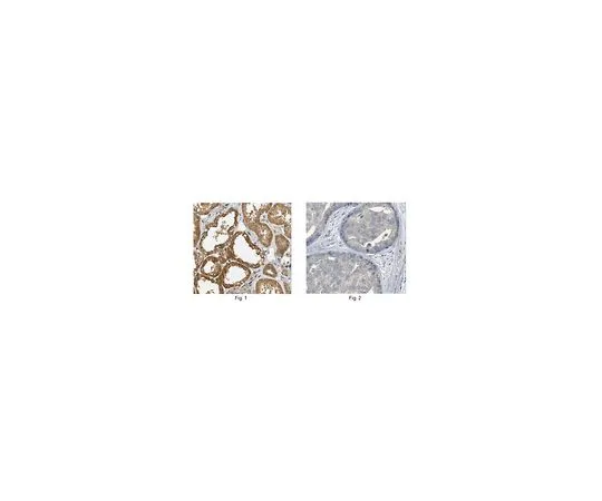 62-8501-31 Anti-RASSF1 Antibody, clone 5C9.1 Cat. No. MABC112 MABC112