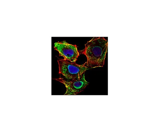 62-8526-82 Anti-SMAD3, clone 5G11 Antibody MABT521