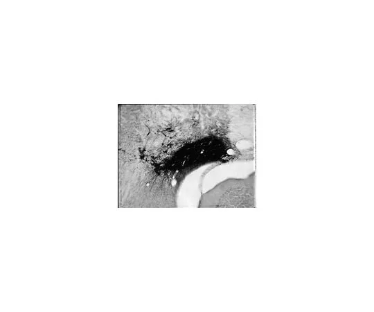 62-8489-33 Anti-Dopamine Beta Hydroxylase-SAP (Saporin Conjugated), clone 4F10.2; 25 μg MAB394-25UG