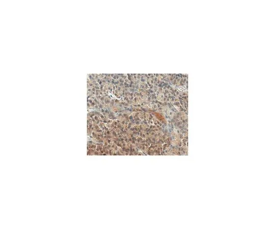 62-8519-91 Anti-Neurophysin 2/NP-AVP Antibody, clone PS 41 MABN845
