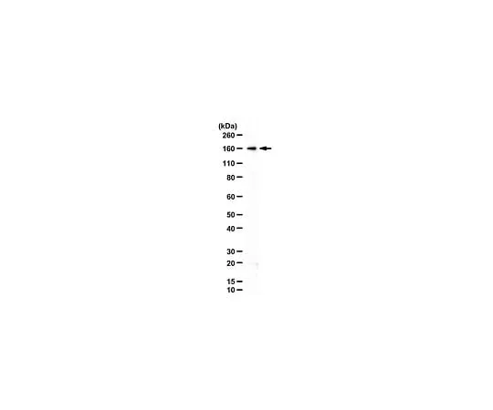 62-8471-56 Anti-Kinesin-like protein KIF7 ABS1485
